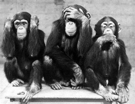 Three Wise Monkeys See No Evil Hear No Evil Speak No Evil Primates