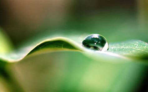 Online Crop Macro Photography Of Clear Rain Drop On Green Leaf Hd