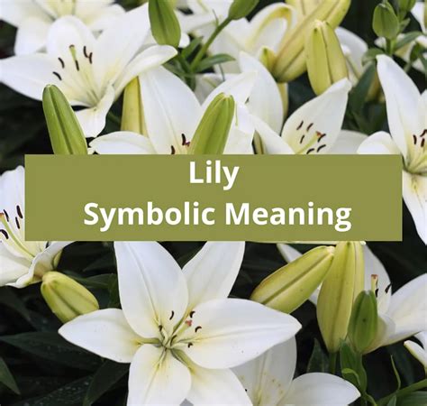 Lily Flower Symbolic Meaning Symbolic Meaning Of A Flower