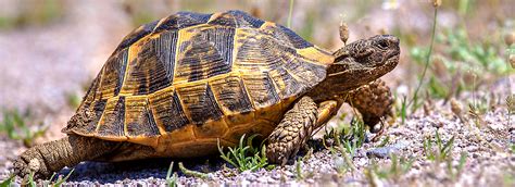 It is not for those who keep box turtles as p. Mediterranean Tortoise Care Sheet & Supplies | PetSmart