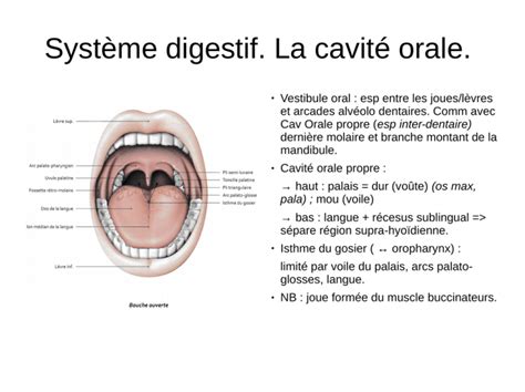 Système Digestif La Cavité Orale