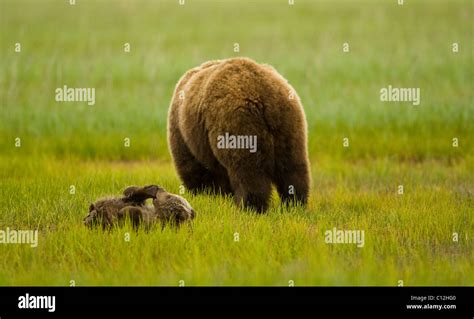 Grizzly Bear Cub Hi Res Stock Photography And Images Alamy