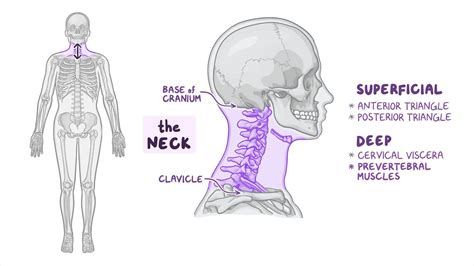 Deep Structures Of The Neck Prevertebral Muscles Osmosis