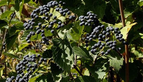 How To Plant And Maintain Arrowwood Viburnum In Containers
