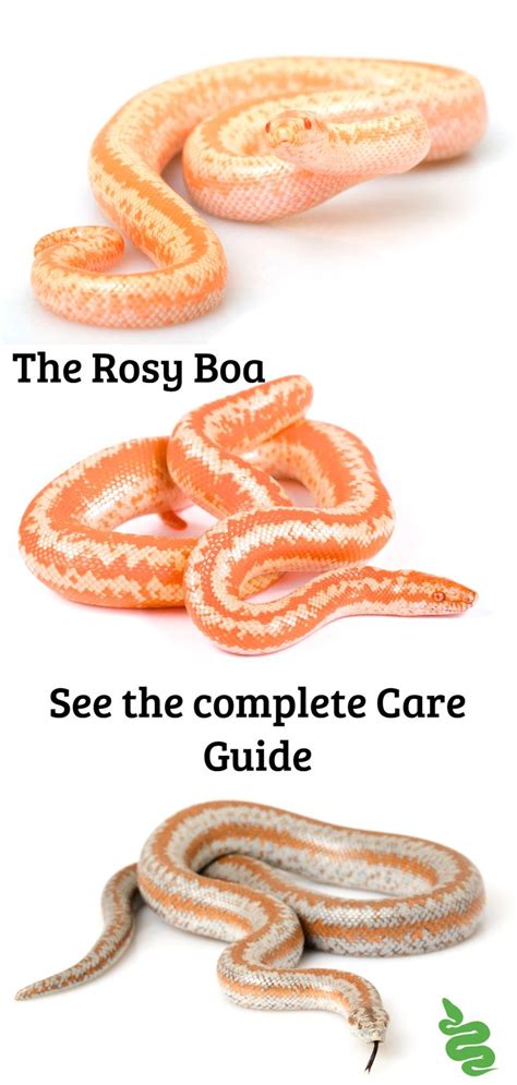 The Rosy Boa See The Complete Care Guide Rosy Boa Rosie Boa