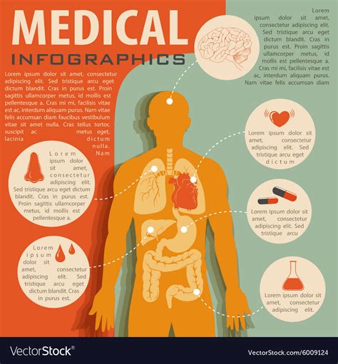 Anatomy Drawing Human Anatomy Infographic Health Infographics Nude My Xxx Hot Girl