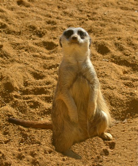 Meerkat In The Sand Free Stock Photo Public Domain Pictures