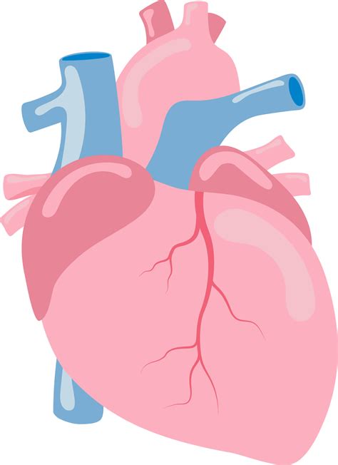 Coeur Humain Organe Interne Anatomie Png Illustration Design Plat Png