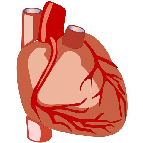 Onlinelabels Clip Art Human Heart
