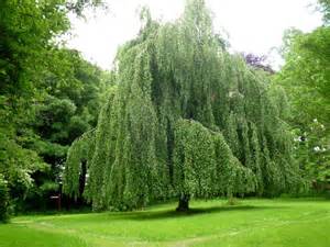 A Weeping Beech In Dun Na Ri Forest Park © D Gore Cc By Sa20