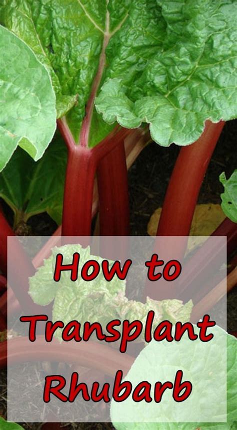 Transplant Rhubarb Into Your Garden Growing Rhubarb Rhubarb Plants