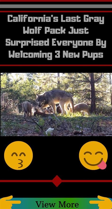 Californias Last Gray Wolf Pack Just Surprised Everyone By Welcoming 3