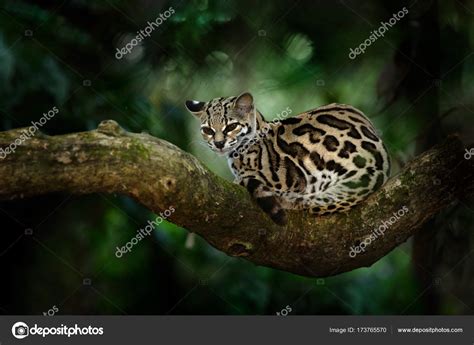 Beautiful Cat Sitting On Branch — Stock Photo © Ondrejprosicky 173765570