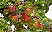 Äpfel Apfelbaum Ernte - Kostenloses Foto auf Pixabay - Pixabay