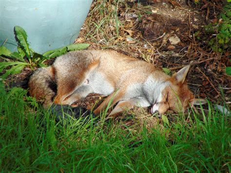 Free Images Vermin Sleeping Asleep Wildlife Predator Napping