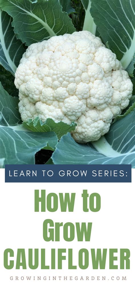 How To Successfully Grow Cauliflower Growing In The Garden