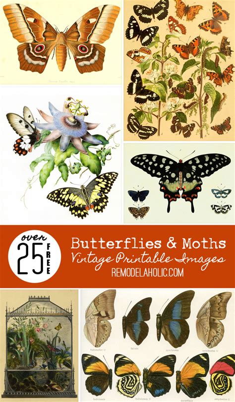 Remodelaholic 25 Free Butterflies And Moths Vintage