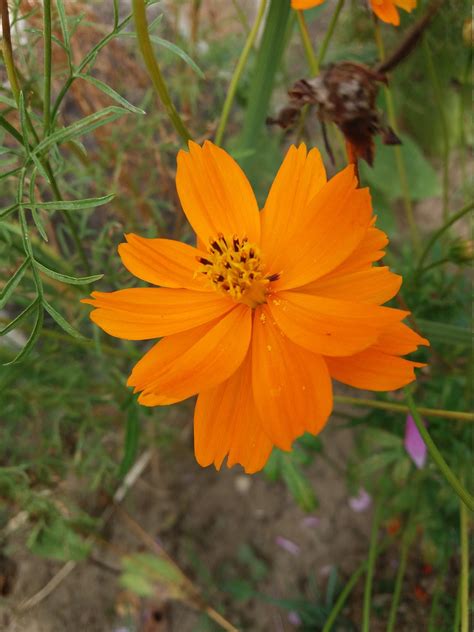 Pressed Orange Cosmos Flower Natural Dried Flower For Craft Etsy