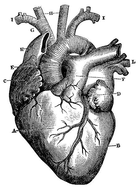 Human Heart Illustrations Royalty Free Vector Graphics