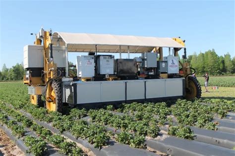 Robot Strawberry Picker Does The Work Humans Do Not Want To Growing