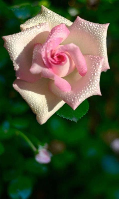 Or 4 payments of $ 33.75 with afterpay. hybrid tea roses for sale near me #Hybridtearoses | Hybrid ...