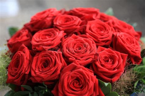Bunch Of Red Roses Stock Photo Image Of Closeup Floral 119543998