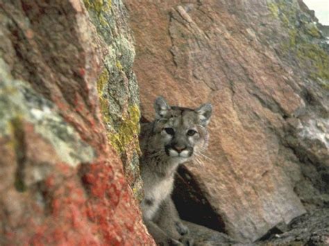 Vancouver Island Cougar Killed After Lurking Near Campground National