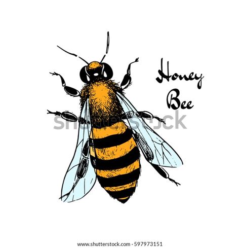 Chamomile bud and bee pollination hand drawn ink pen illustration. Vector Illustration Hand Drawn Honey Bee Stock Vector ...