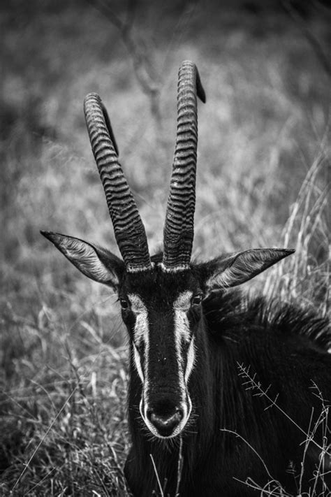 The Wildlife Enthusiast Sable Antelope