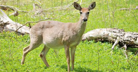 Deer Life Cycle Mating And Reproductive Habits Of Deer World Deer