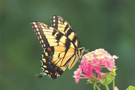 All About Eastern Tiger Swallowtail Butterflies And Caterpillars