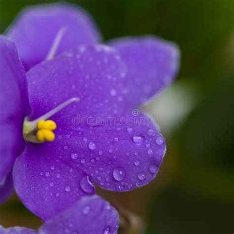 Violets Flowers Stock Image Image Of Nature Aroma Petal 89330713