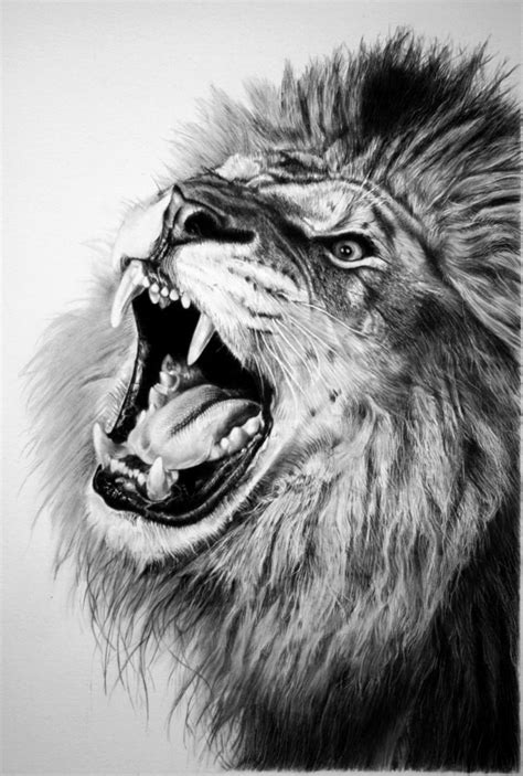 Realistic Lion Drawing At Explore Collection Of