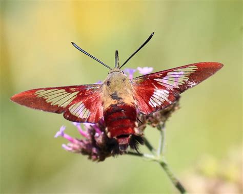 Hummingbird Clearwing Moth Insect · Free Photo On Pixabay