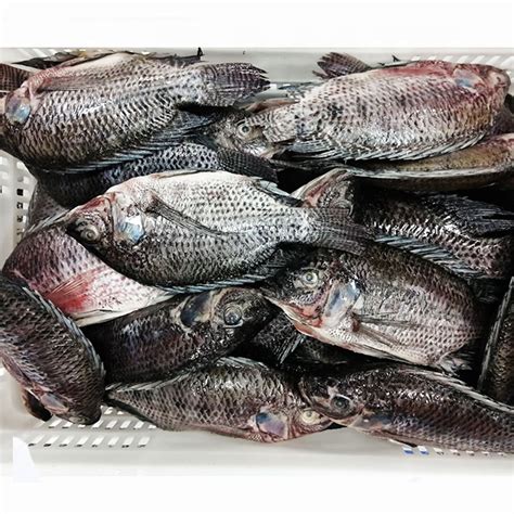 Full Cleaned Frozen Whole Tilapiachina Price Supplier 21food