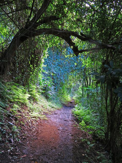 Hawaiian Hiking Trail Makiki Arboretum Trail Flickr