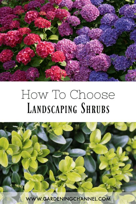 How To Choose Landscaping Shrubs Gardening Channel