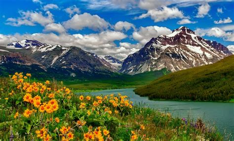 Mountain Flowers By The Lake