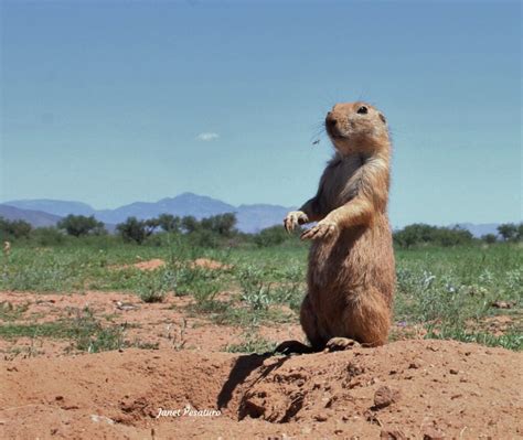 Prairie Dogs As Keystone Species Winterberry Wildlife