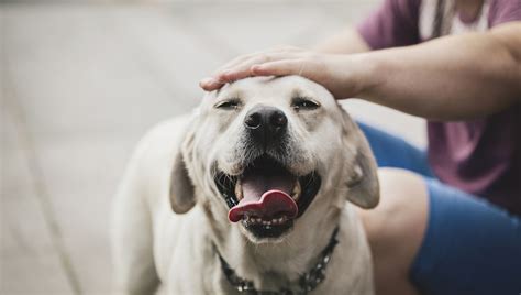 What Petting A Dog Does For Your Brain Dogtime