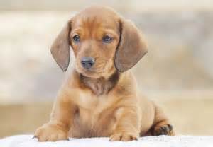 Find 277 dachshunds for sale on freeads pets uk. Dachshund Puppies For Sale | Chevromist Kennels