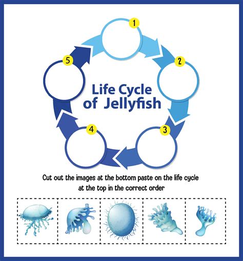 Diagram Showing Life Cycle Of Jellyfish 1928571 Vector Art At Vecteezy