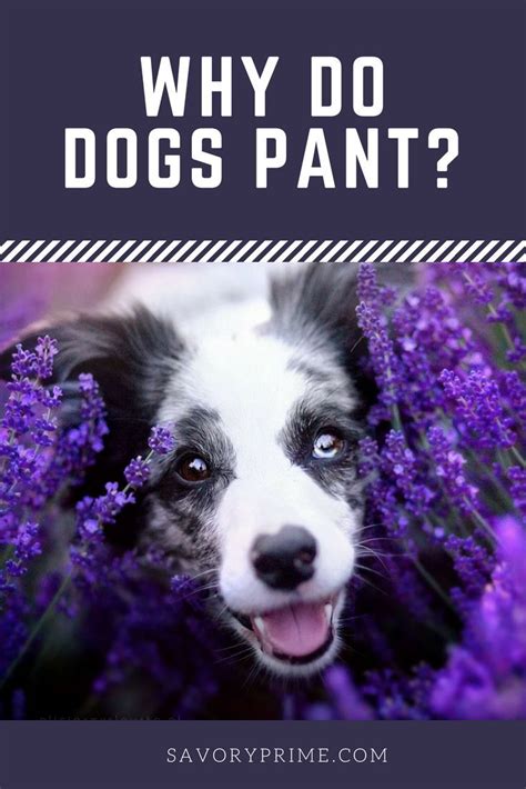 If panting seems to be related to fear, anxiety or stress, it's best to remove your dog from the situation as soon. Why Do Dogs Pant? | Dog pants, Dogs, Cute dog pictures