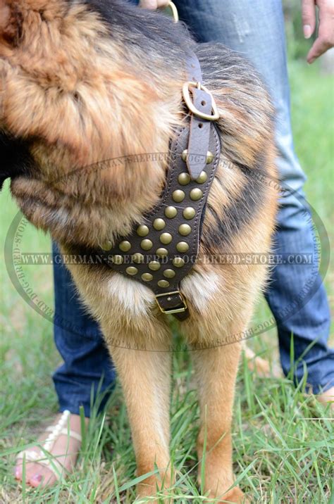 Studded Leather German Shepherd Dog Harness German Shepherd Breed