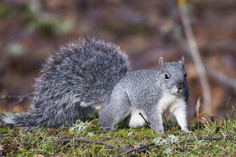 Very Fluffy Tail Squirrels