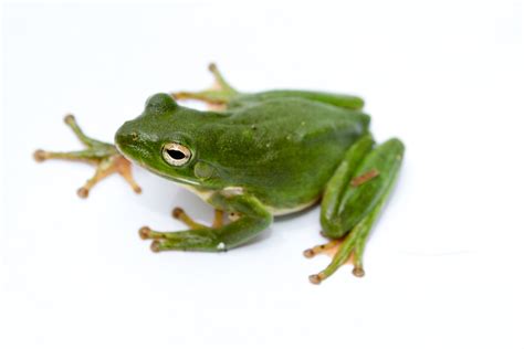 Filegreen Treefrog Wikimedia Commons