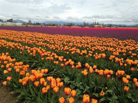 Tulip Farm In Skagit Valley Last Week Worth Visiting Every Year Seattle