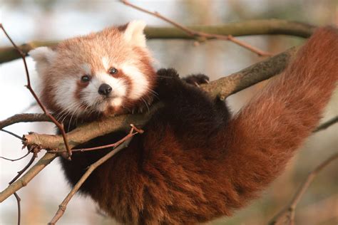 Suzys Animals Of The World Blog The Red Pandas