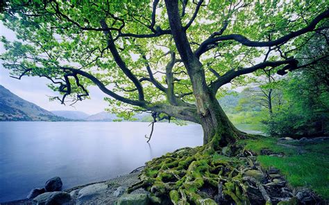 27 World Best Beautiful Trees Photography We Need Fun