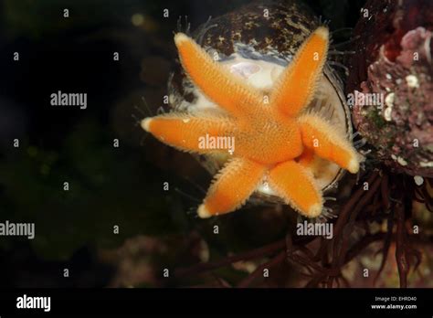 Seven Armed Starfish Feeding Lucida Ciliaris Stock Photo Alamy